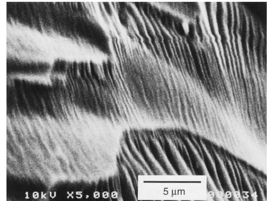 Fig. 11. Freeze-fractured cross section of the recast Nafion® film.  pregnated electrode. The SEM micrographs show very good attachment between the electrode and the membrane. For the sample obtained by knife cutting, the impregnated Nafion® layer appears as shorter ‘fibres’ (Fig. 10) partially incorporated into the structure of the active catalyst layer . The im- pregnated electrode remains porous and permeable for gases, which is in agreement with permeability measurements discussed above. Impregnated Naf- ion® layer is more clearly distinguished in the SEM micrograph of the sample that was prepared by cutting by glass knife and Nafion® fibres were stretched along the cut surface. For comparison a micrograph of recast Nafion® film was taken (Fig. 11) that appeared to be dense and uniform. Another SEM micrograph of the Nafion®/carbon composite (Fig. 12) represents another technique of manufacturing membrane-electrode assemblies (in our case carbon powder is used instead of carbon supported Pt catalyst). It can be seen that the structure of composite is very porous which suggests good gas transport through it and explains its pure mechanical properties. The microstructure of the active layer of two kinds of the membrane-electrode assemblies supports the idea stated on the basis of 