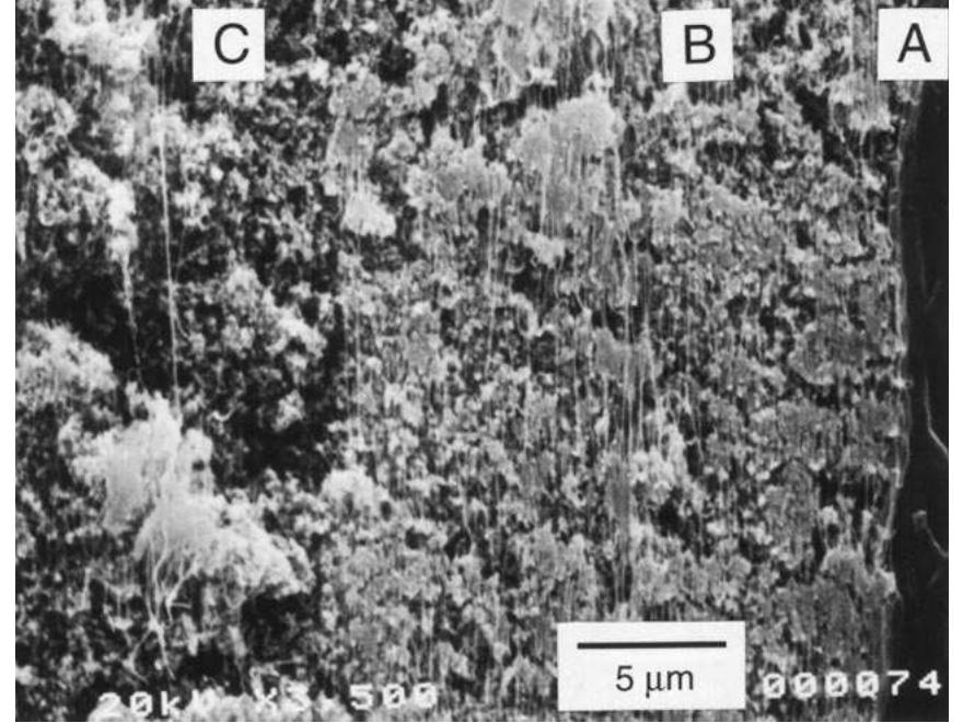 Fig. 10. Cross section of the membrane-electrode assembly (cut by glass knife): (a) Nafion® 117 membrane, (b) impregnated active catalyst layer, (c) electrode. 