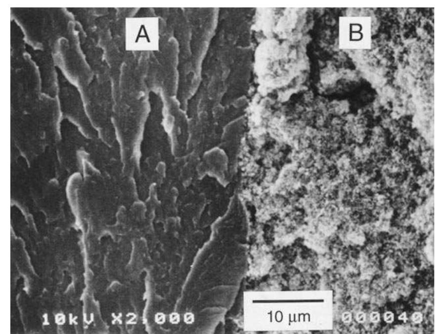 Fig. 9. Freeze-fractured cross section of the membrane®-electrode assembly: (a) Nafion® 117 membrane, (b) impregnated active cat- alyst layer.  A SEM study was carried out for the membrane— electrode assembly and the Nafion®/carbon compo- site. These two samples were chosen in order to il- lustrate the structure of the active catalyst layer for membrane-electrode assemblies obtained by two different techniques: electrode impregnation with Nafion® solution and hot-pressing to the Nafion® membrane [22], and mixing of Nafion® solution with catalyst particles and hot-pressing to the membrane (uncatalysed carbon paper or carbon cloth is later used as a gas diffusion backing) [31]. Figures 9 and 10 show parts of the membrane-electrode assembly where the membrane is hot-pressed to the im- 