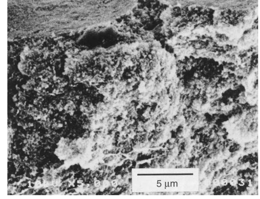 Fig. 12. Fractured cross-section of the Nafion®/carbon composite. 