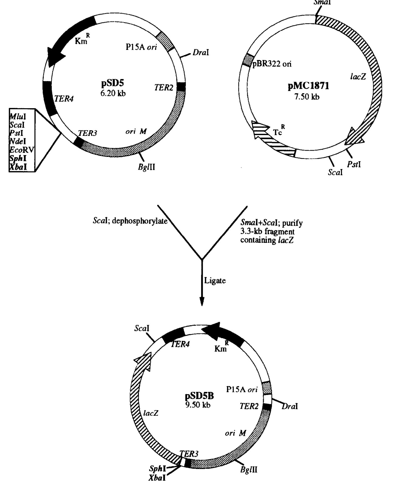 (PDF) Construction of shuttle vectors for genetic manipulation and ...