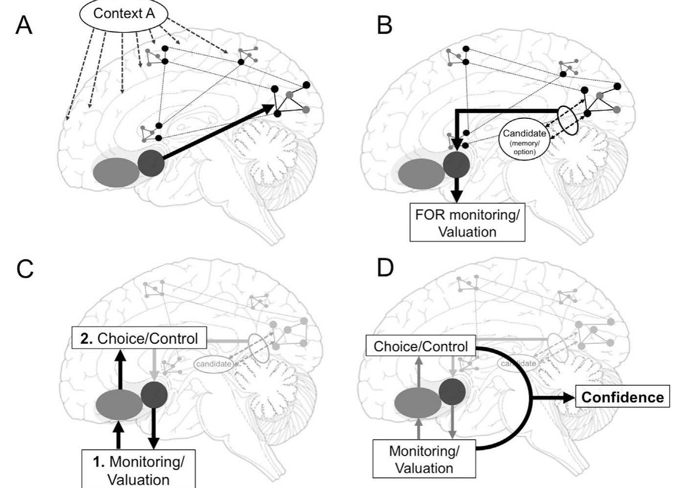 (PDF) A boost of confidence: The role of the ventromedial prefrontal ...