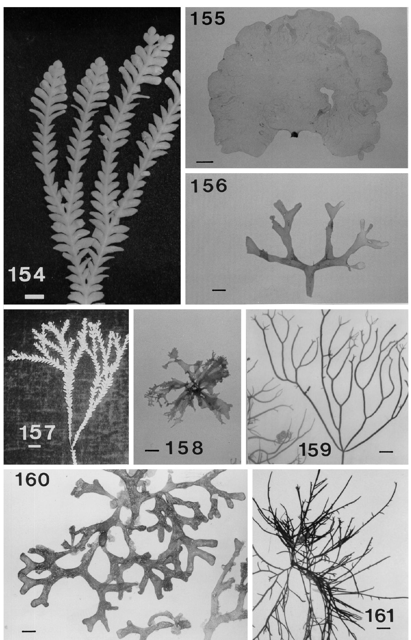 Figure 29 - from Marine algae from the Suva lagoon and reef,