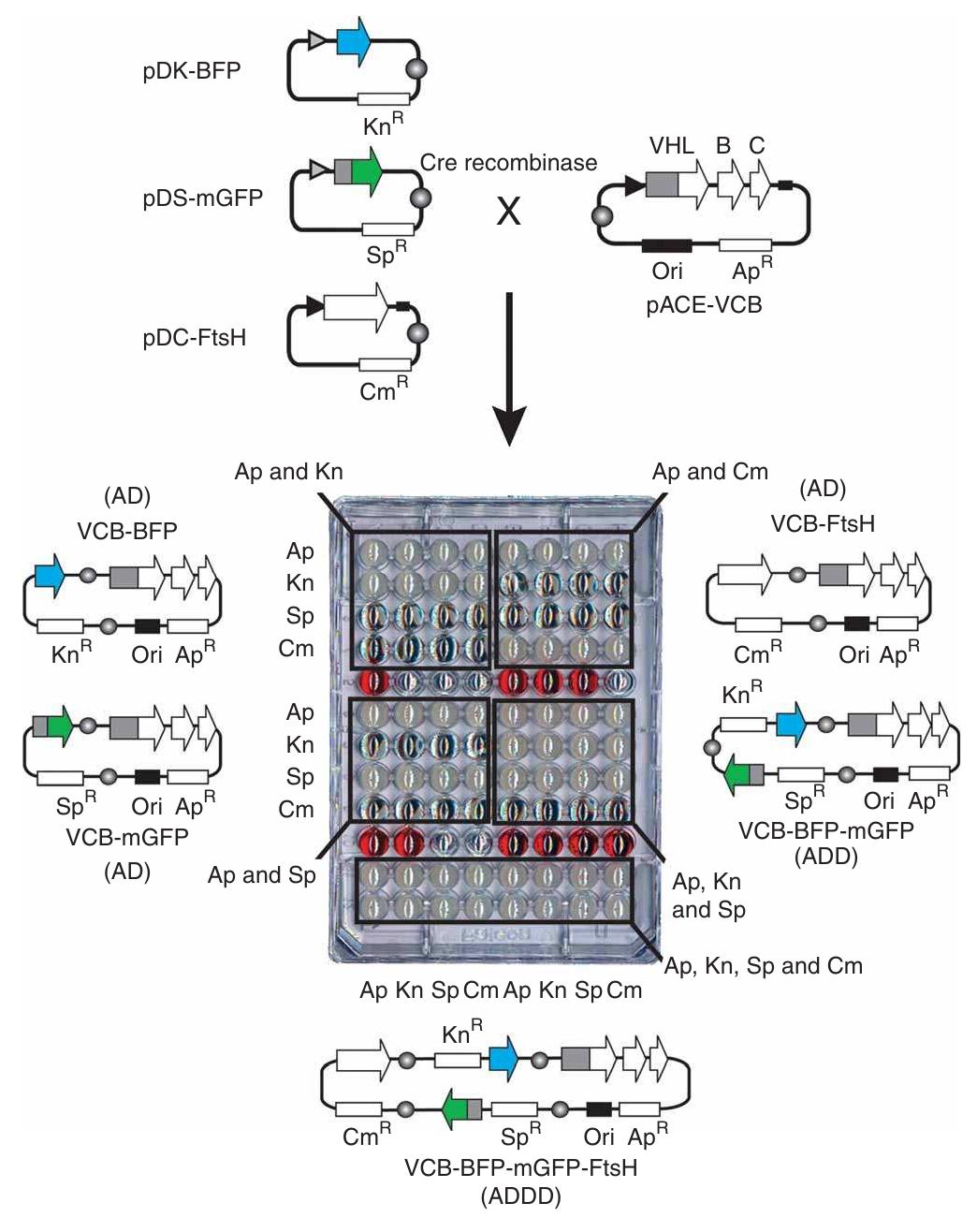 (PDF) Automated unrestricted multigene recombineering for multiprotein ...