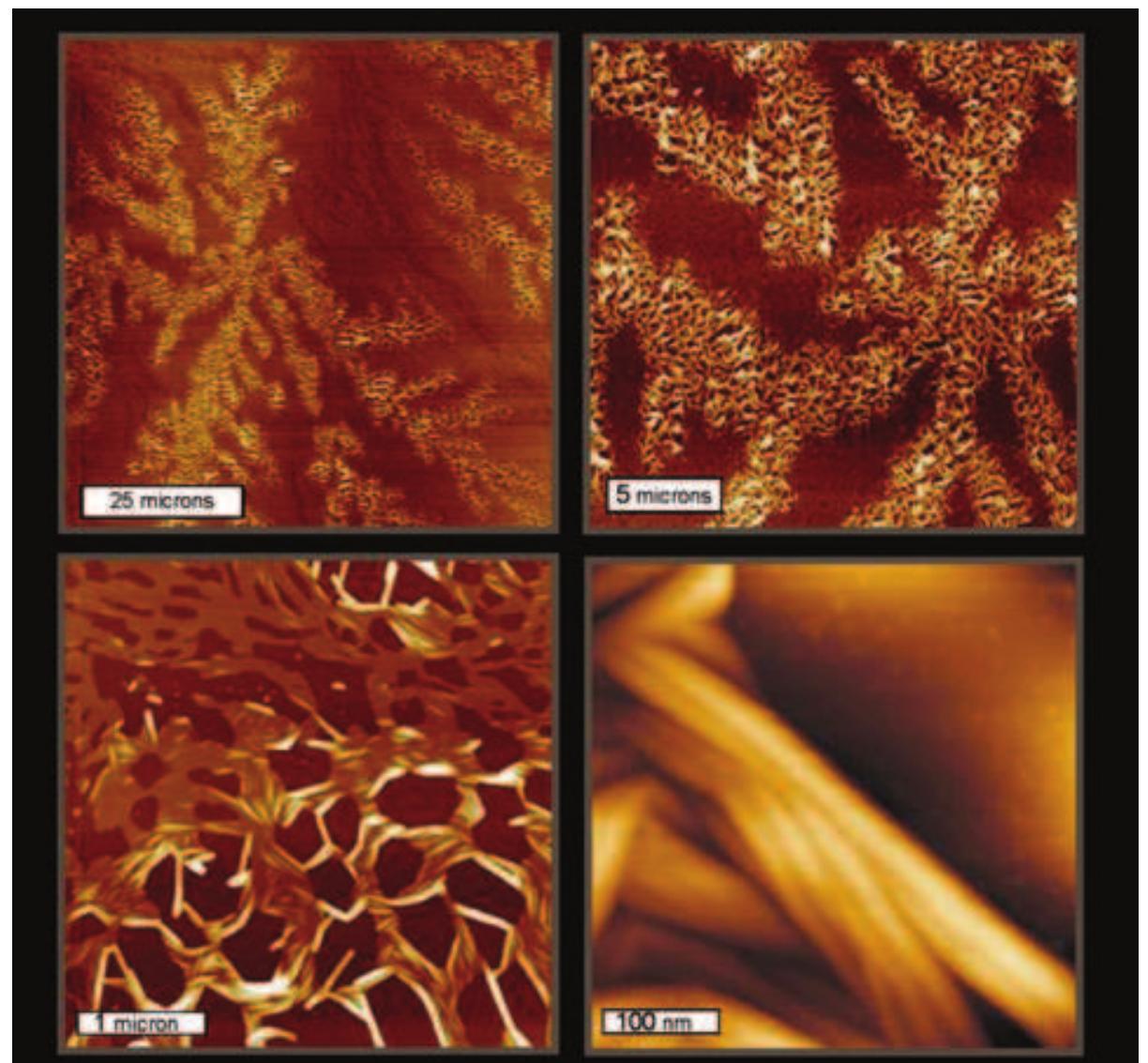 Atomic force microscopy (afm) images of myelin non-hydroxy