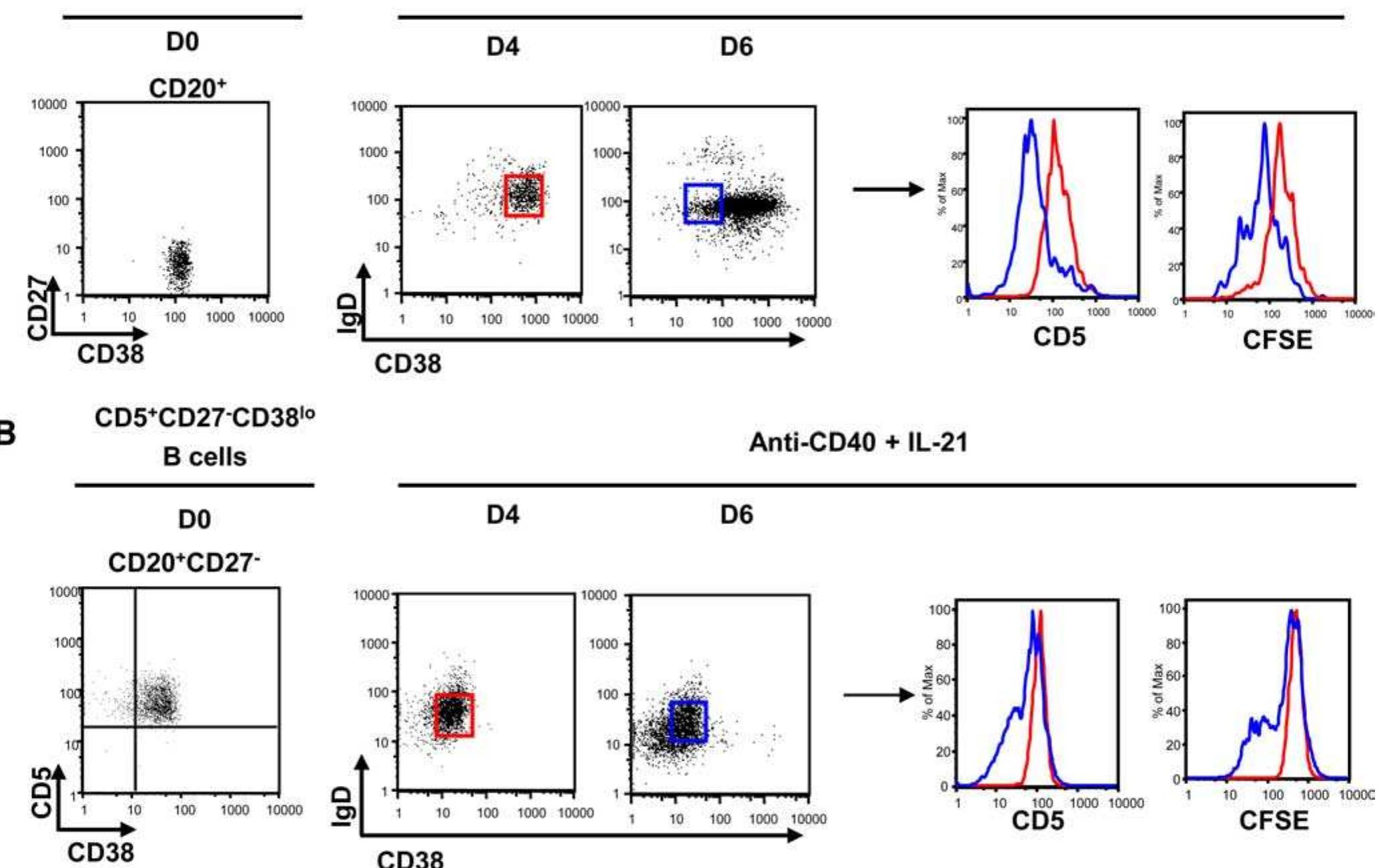 Intermediate b cells can express cd86 and induce t cell