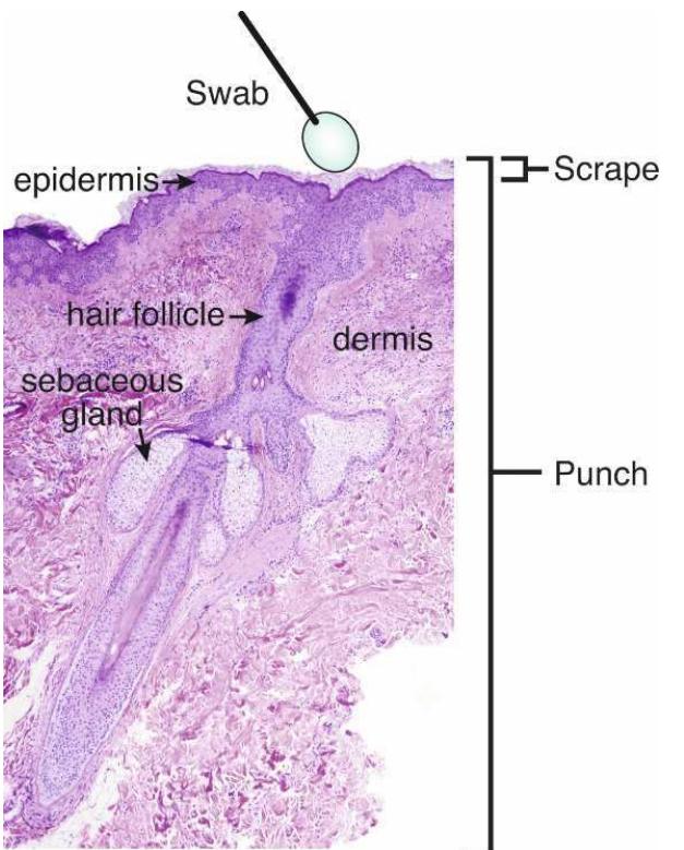 Figure 1 - from A diversity profile of the human skin