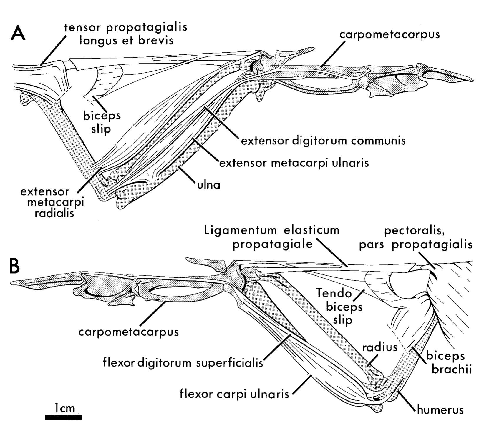 Bird Raptor Muscle (PDF) The automating skeletal and muscular mechanisms of the avian wing ...