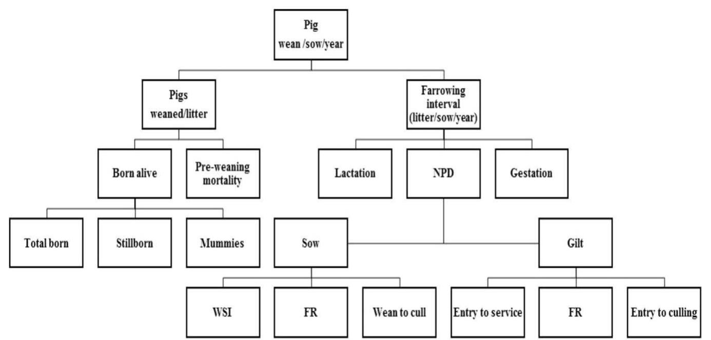 (PDF) Non-infectious causes of pre-weaning mortality in piglets