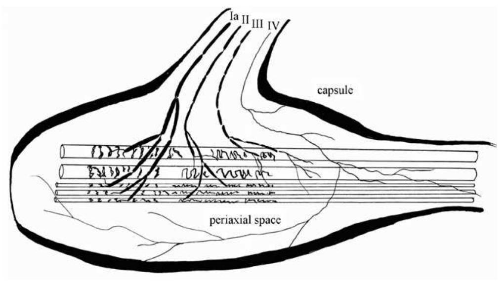 A schema illustrating the sensory innervation of the muscle