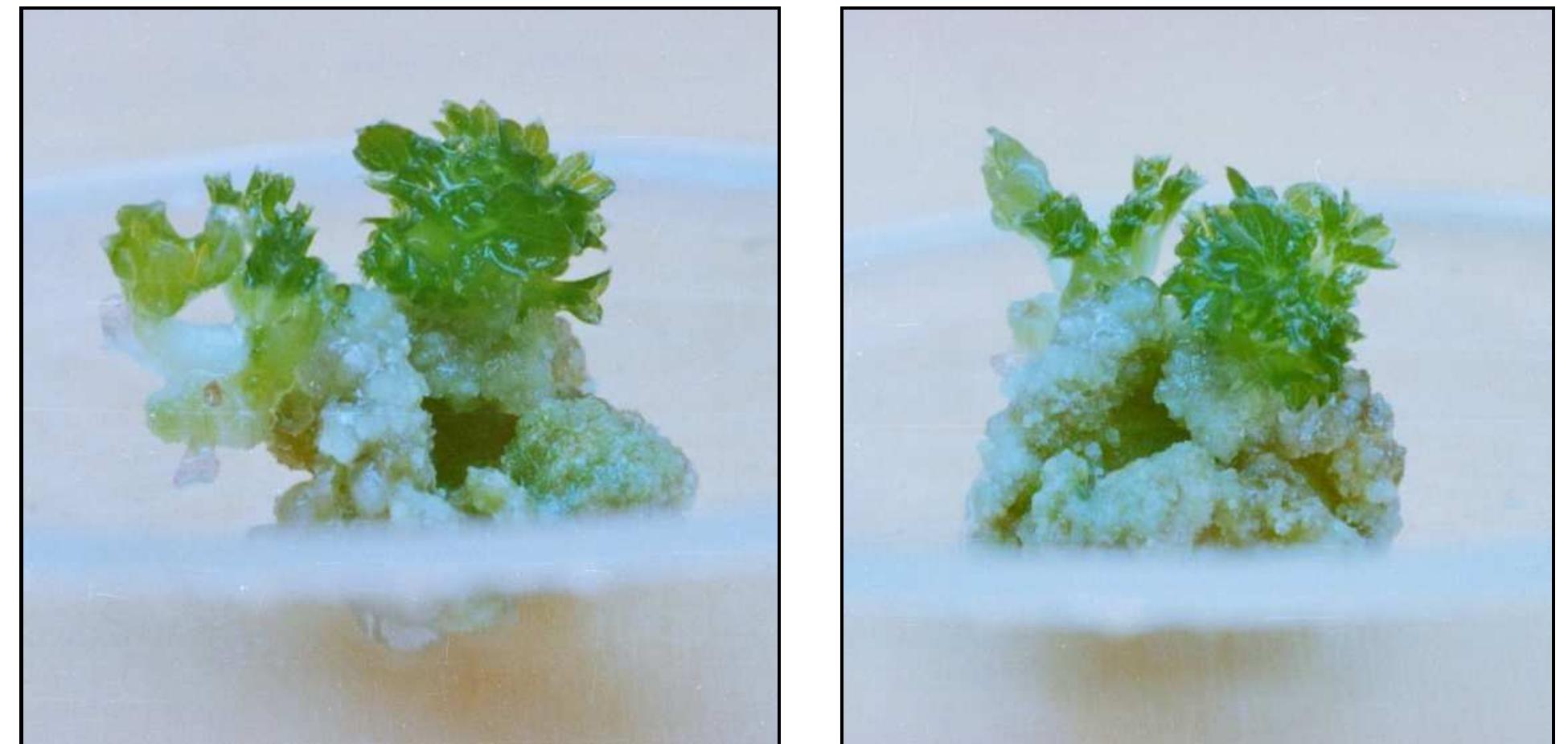 (PDF) Chapter 1. Protocol for In Vitro Micropropagation of Raspberry ...