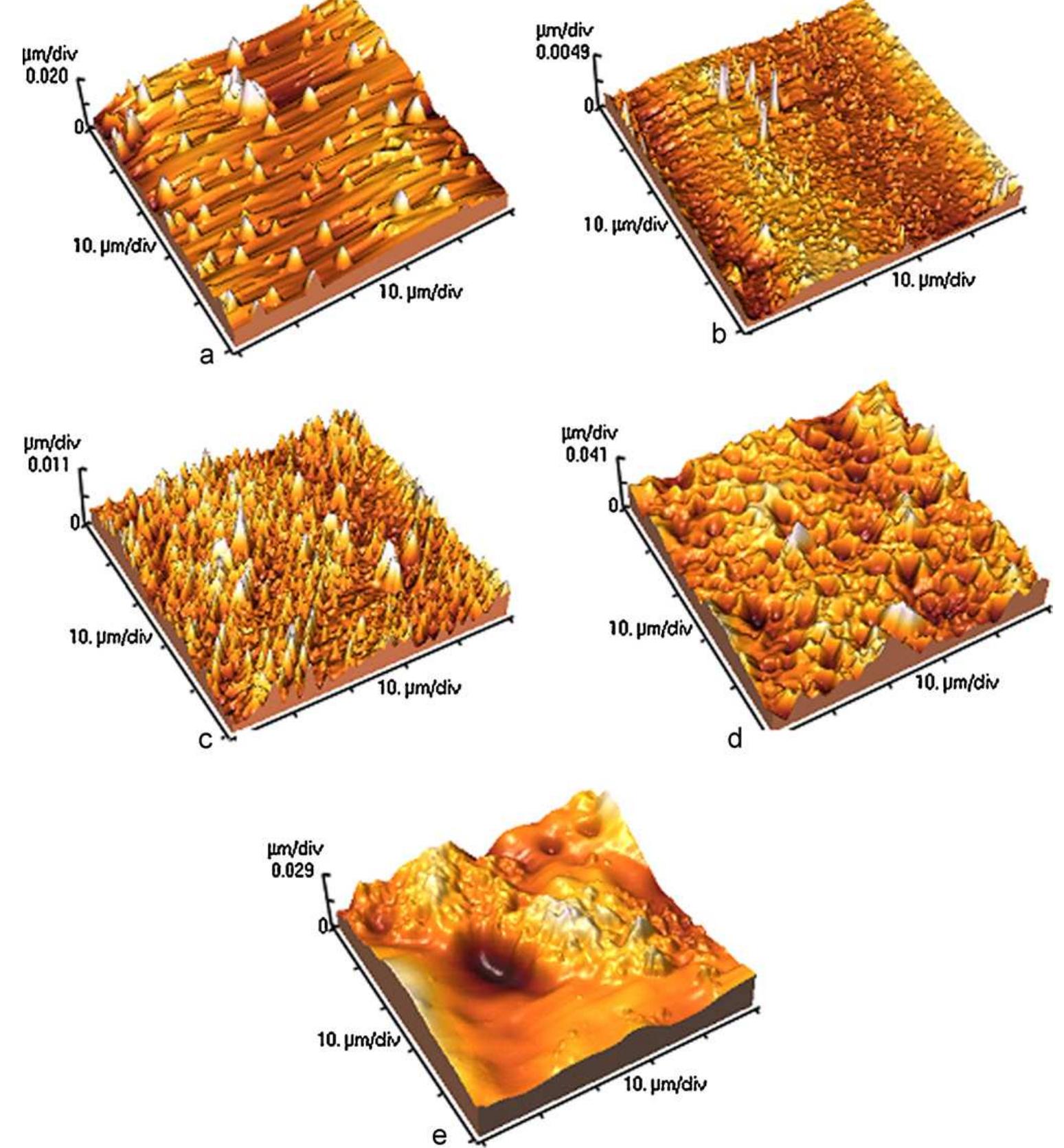 Confocal microscopic images of fibroblast cells grown on (a)