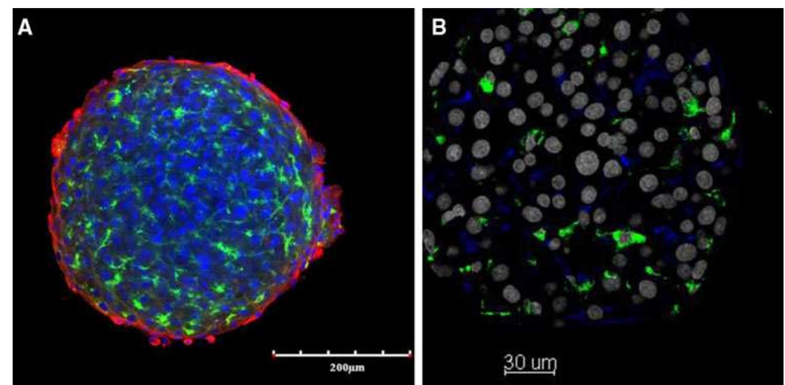 PDF) Recent advances in 2D and 3D in vitro systems using primary