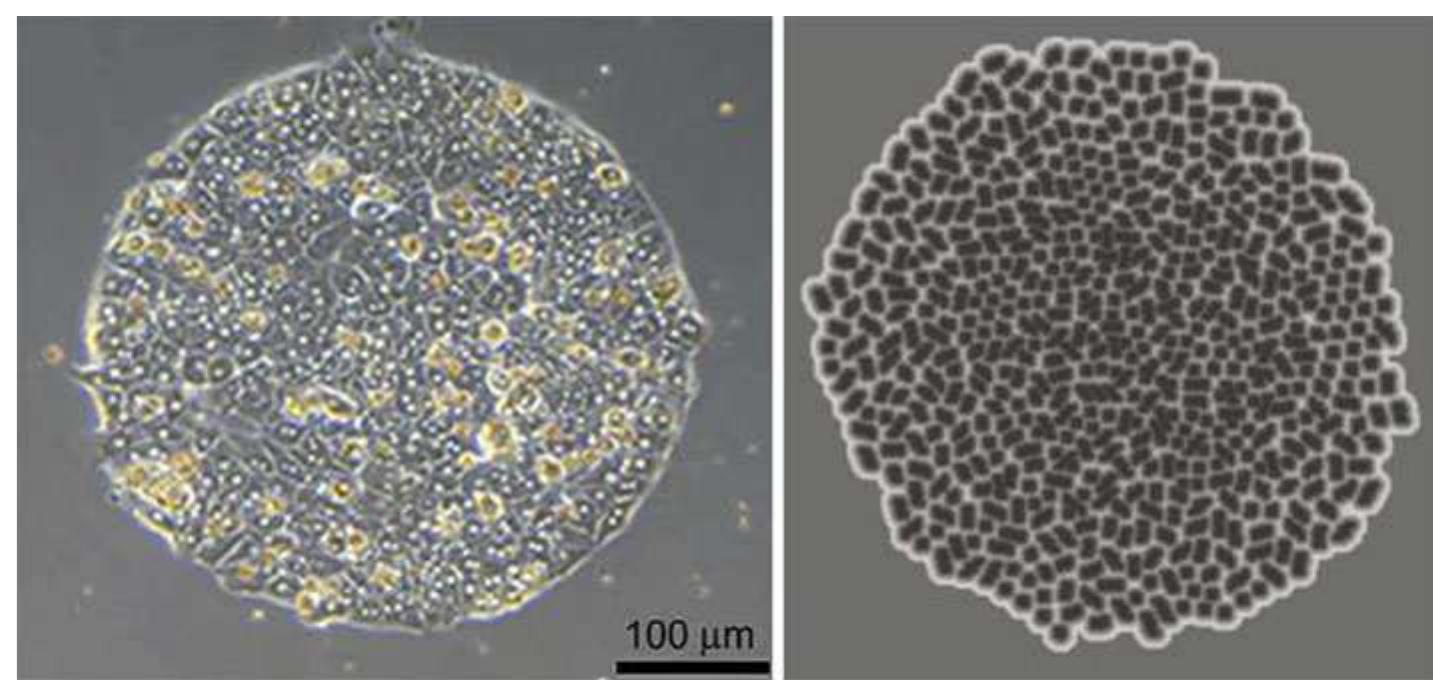 PDF) Recent advances in 2D and 3D in vitro systems using primary
