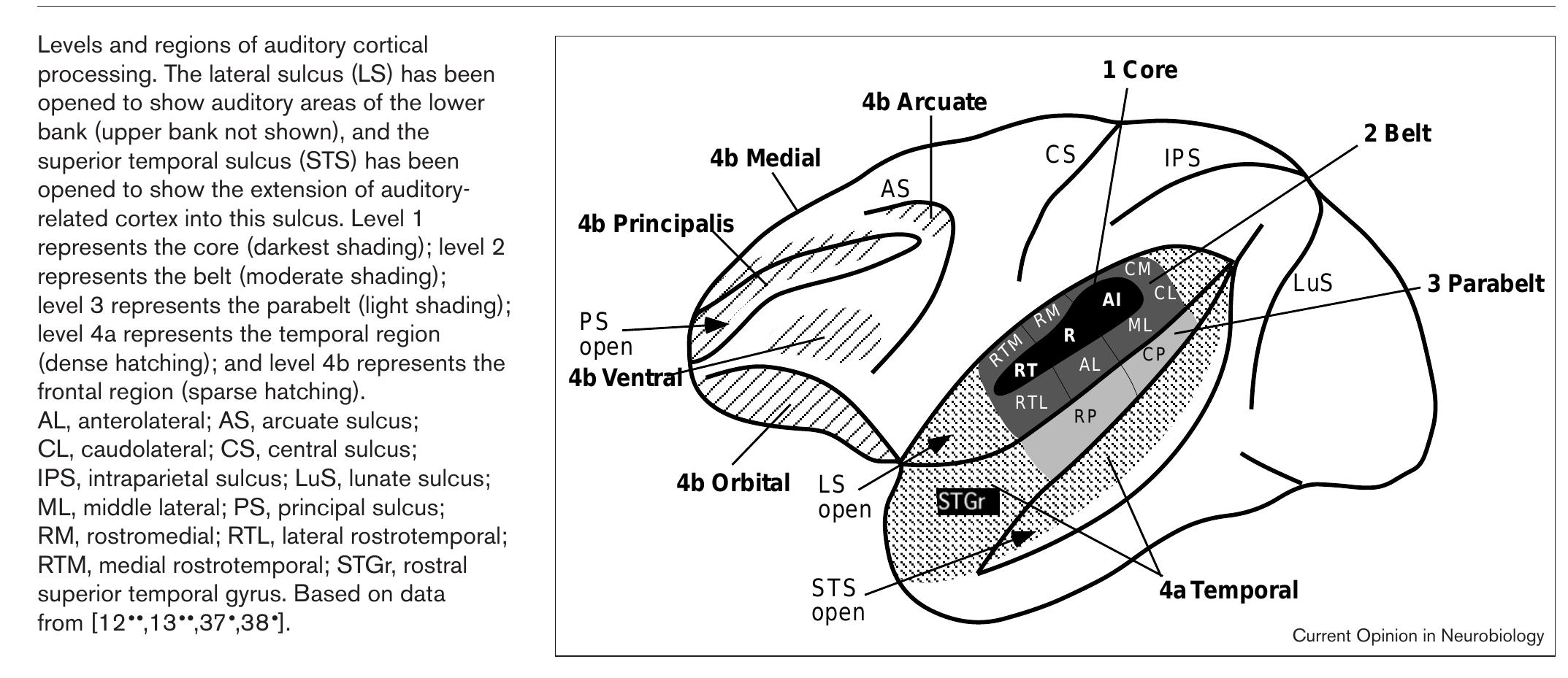 (PDF) Auditory processing in primate cerebral cortex