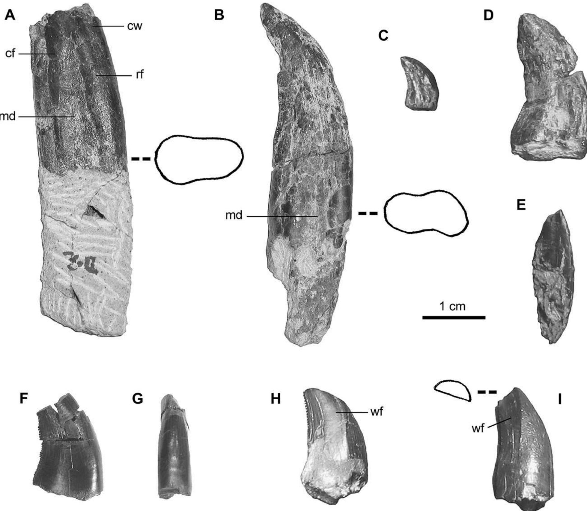 Suborbita (PDF) Orkoraptor burkei nov. gen. et sp., a large theropod from the ...