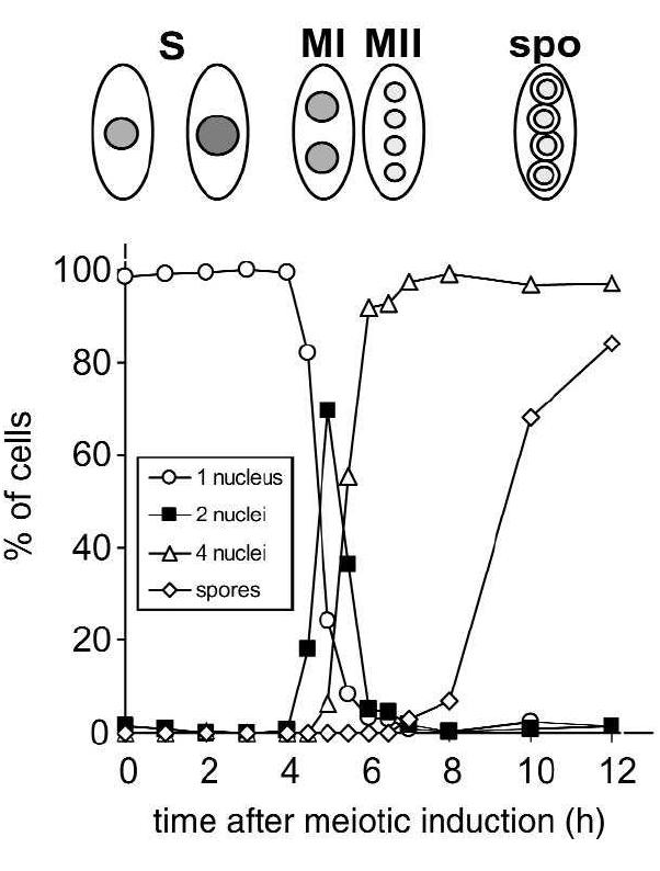 (PDF) The transcriptional program of meiosis and sporulation in fission ...