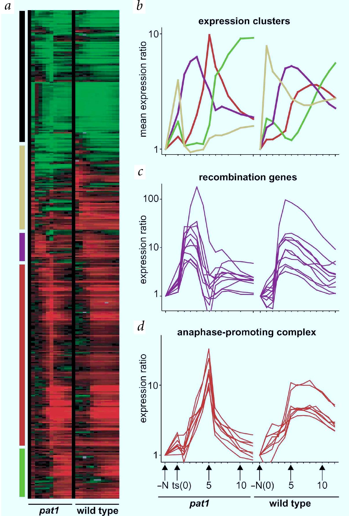 (PDF) The transcriptional program of meiosis and sporulation in fission ...