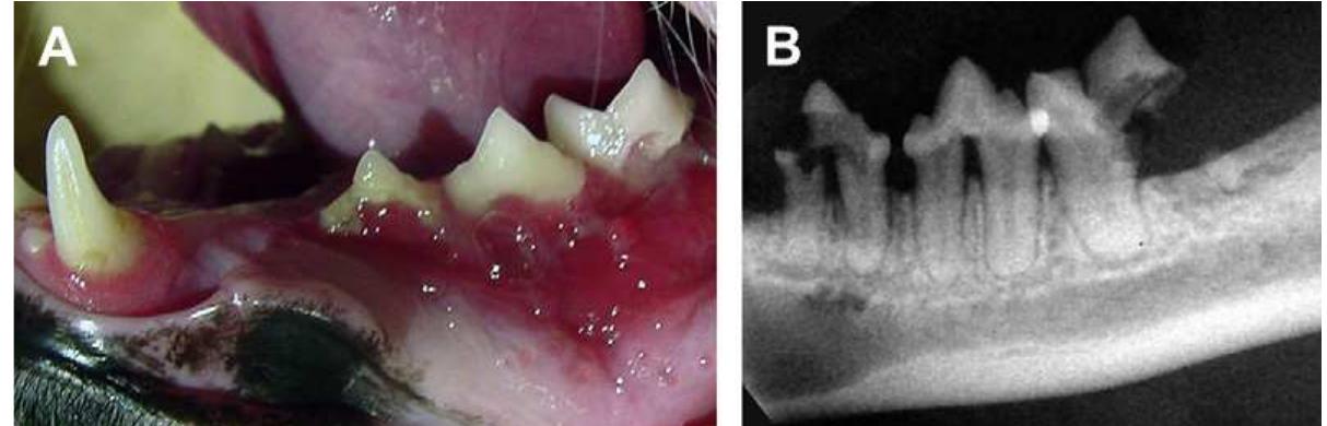 Pulpitis Cat Figure 5 - from Oral Inflammation in Small Animals