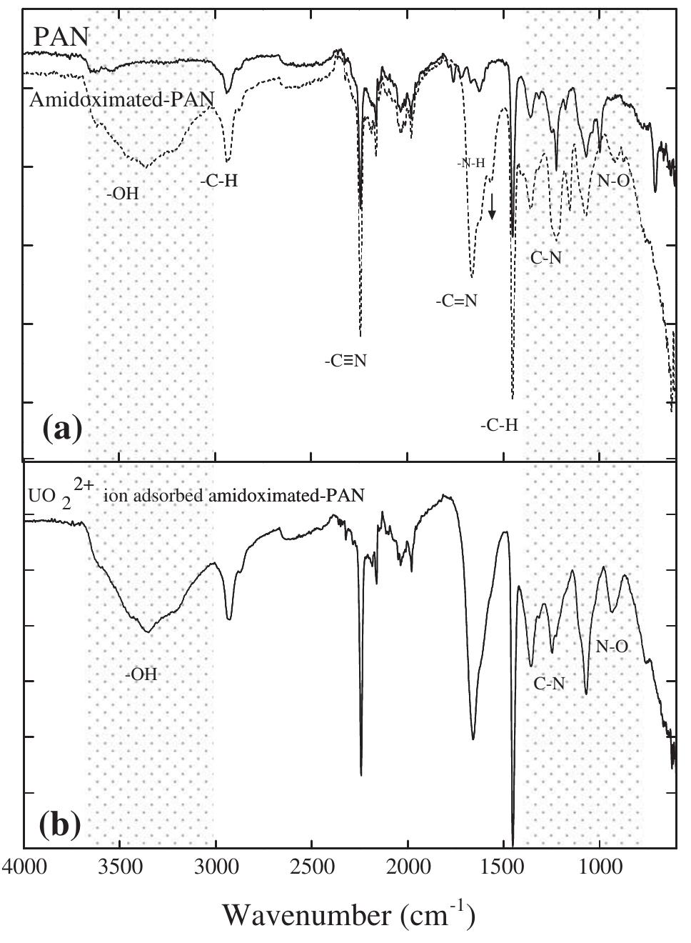 Fig. 2. FT-IR spectra of (a) PAN and amidoximated PAN fibers and (b) uranyl ion- adsorbed amidoximated PAN fibers. 
