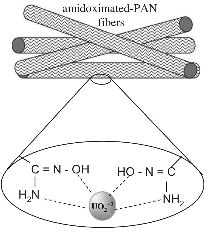 Acknowledgements  Scheme 2. Speculative binding mechanism.  The interaction of UO3* ions with amidoximated PAN fibers is reflected in a blue shift in the stretching band of C—N from 1218 cm~! to 1248 cm™', as mentioned above in Section 3.2. This result is compatible with previous works. For example, Pekel and Guven [3] observed a similar type of shift at the C—N stretching 