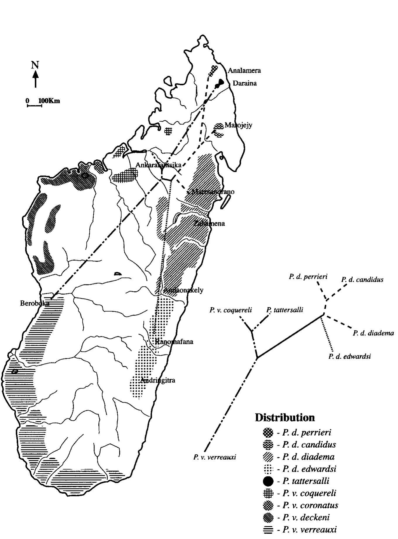 Propithecus Spp (PDF) Specific Status of Propithecus spp