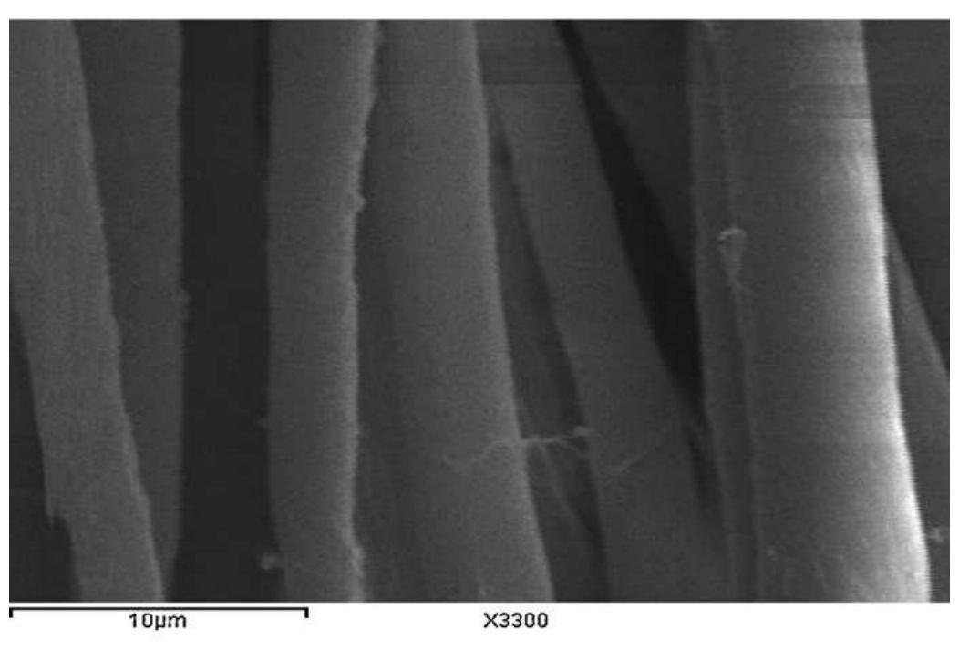 (b): SEM of cotton fabric crosslinked with ammonium citrate. 