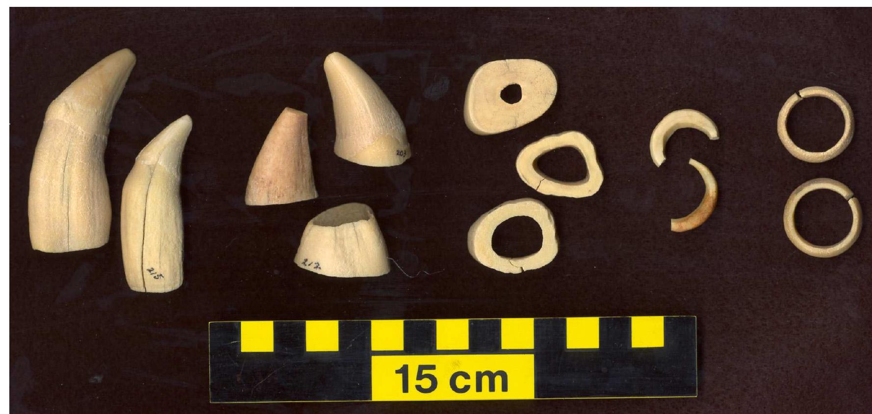 Sawn steller sea-lion teeth in various stages of production