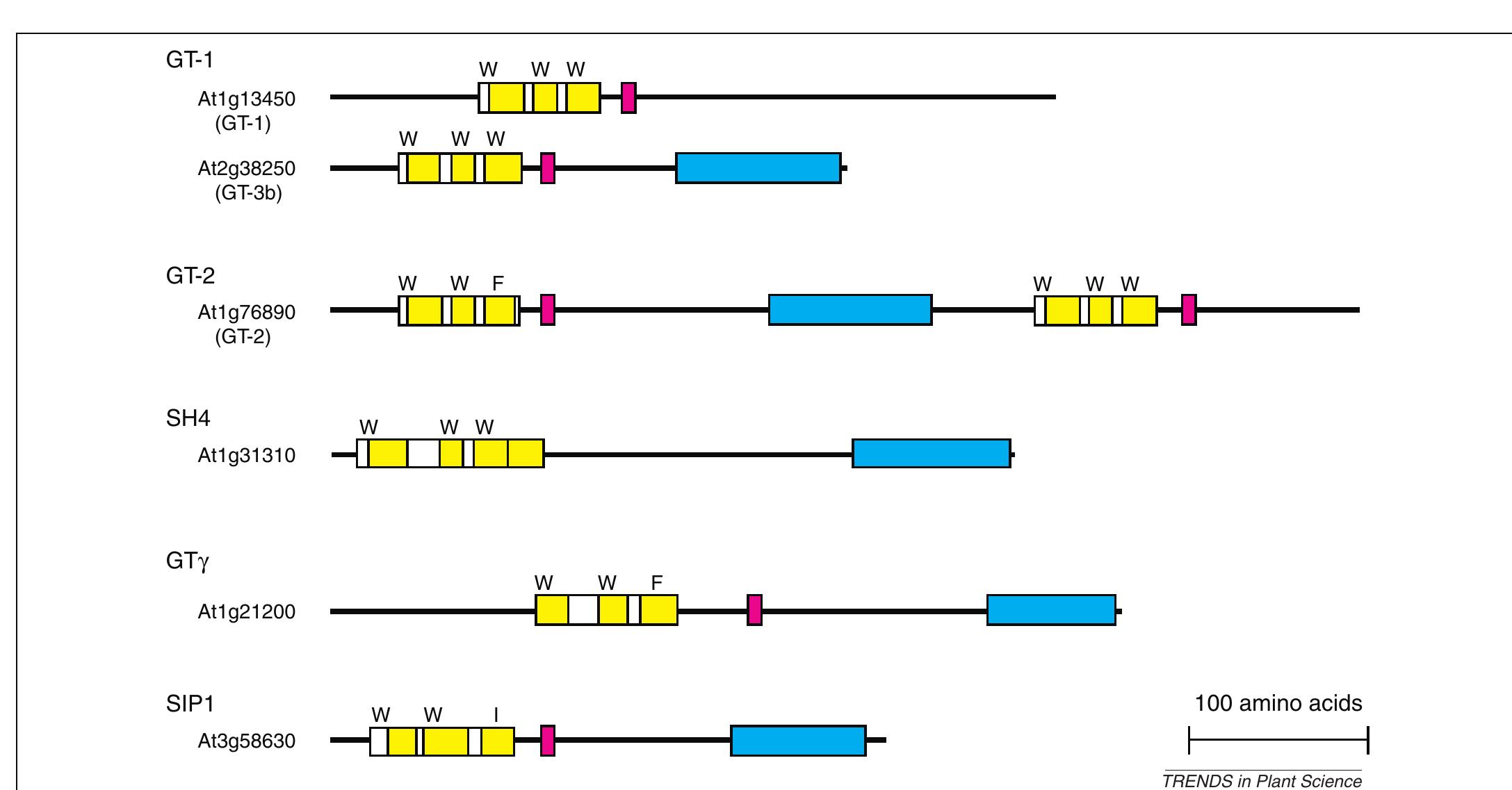 (PDF) The trihelix family of transcription factors – light, stress and ...