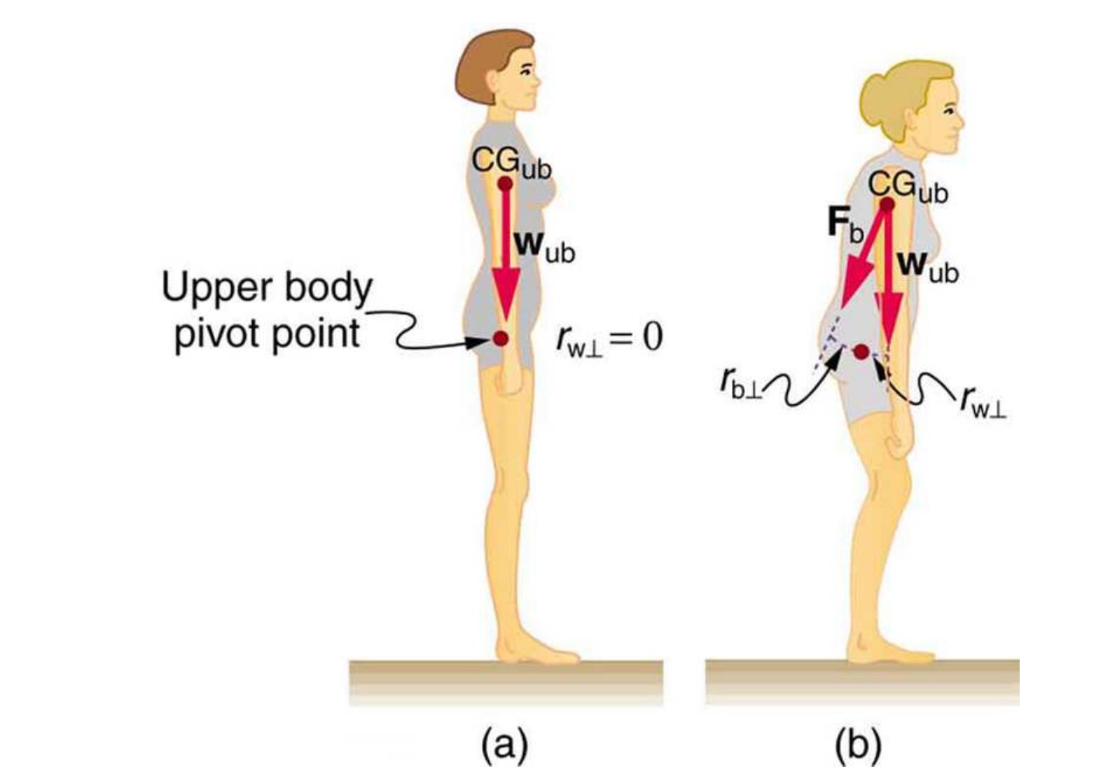 (PDF) Forces and Torques in Muscles and Joints * OpenStax College