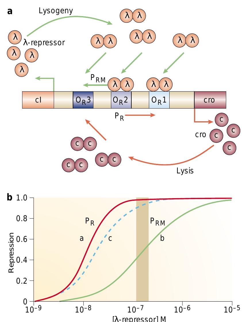 | modelling the a-bacteriophage circuitry. a | the right