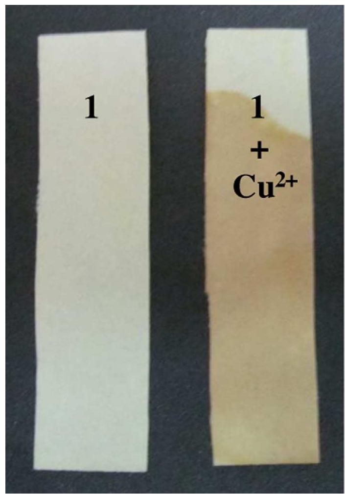 Cu2 Color (PDF) A novel colorimetric detection probe for copper(II) ions based on ...