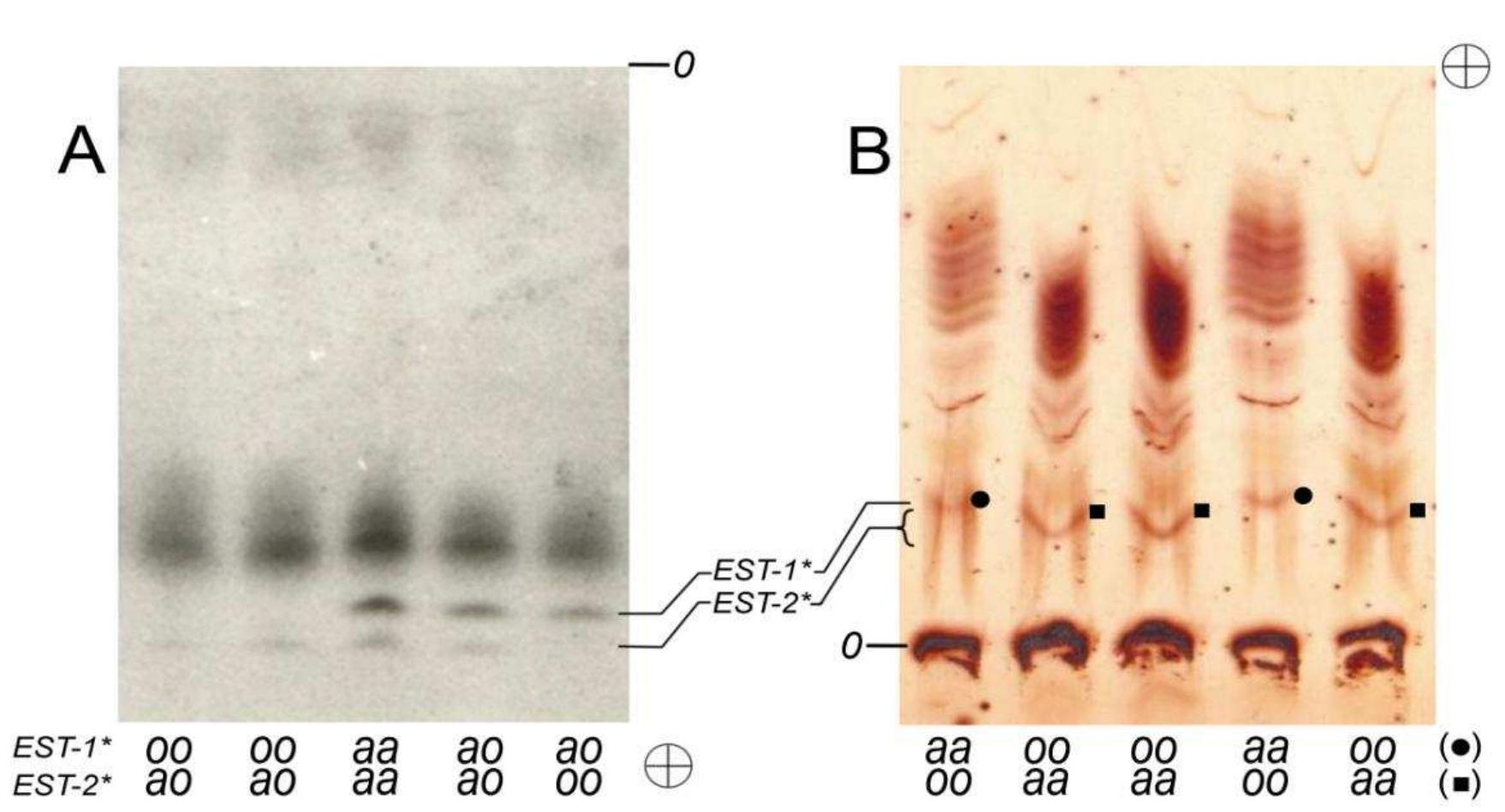 (PDF) Application of esterase polymorphism to specify population ...