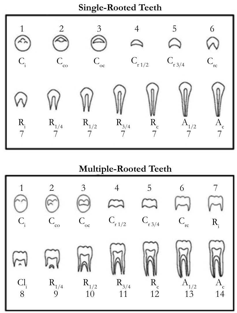 (PDF) A Comparison of Two Dental Age Estimation Techniques in ...