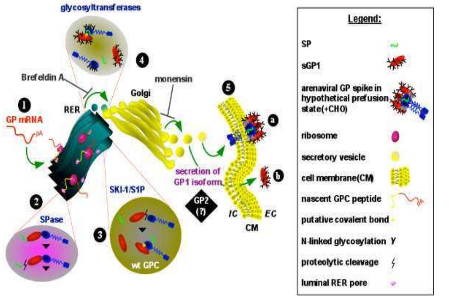 Figure 4 - from Assembly of Arena virus an Ultra structural