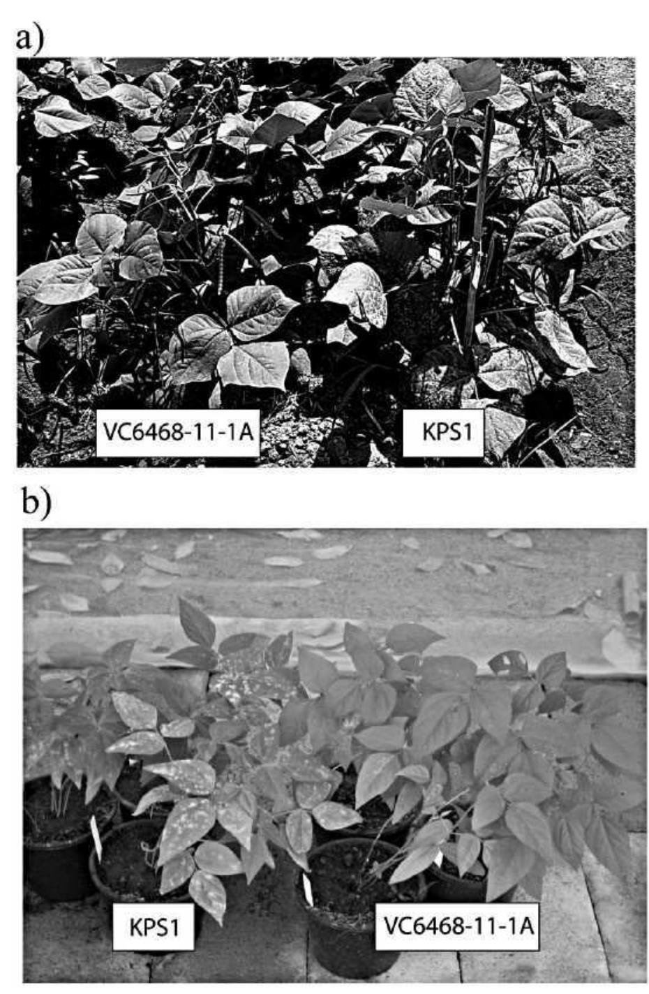 (PDF) Mapping of quantitative trait loci controlling powdery mildew ...