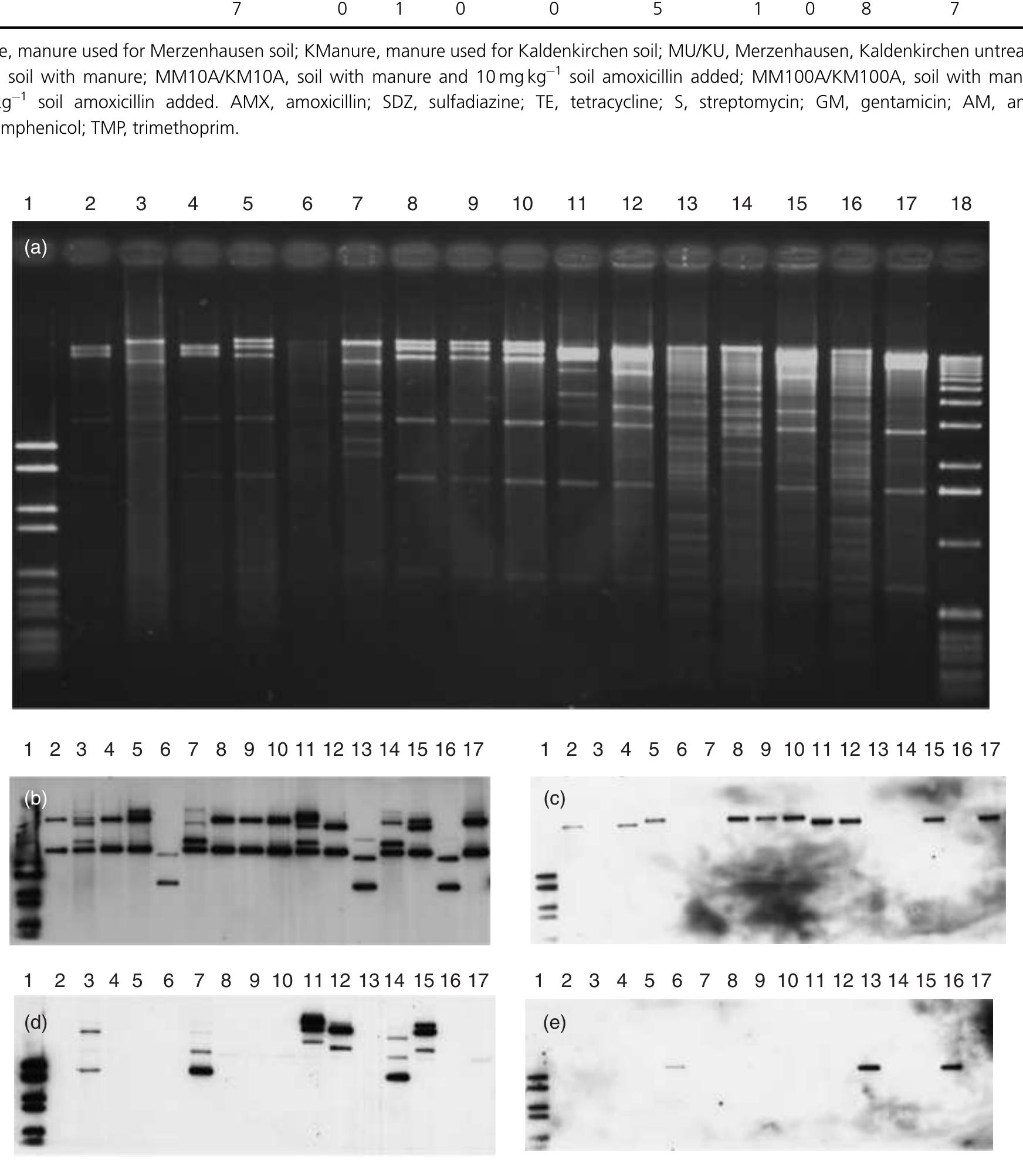 Dig1 Pattern Dgge analysis of bacterial 16s rrna gene fragments amplified
