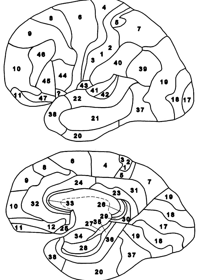 Neocortex Broadman Maps of the areas of the human neocortex of brodmann (1909).