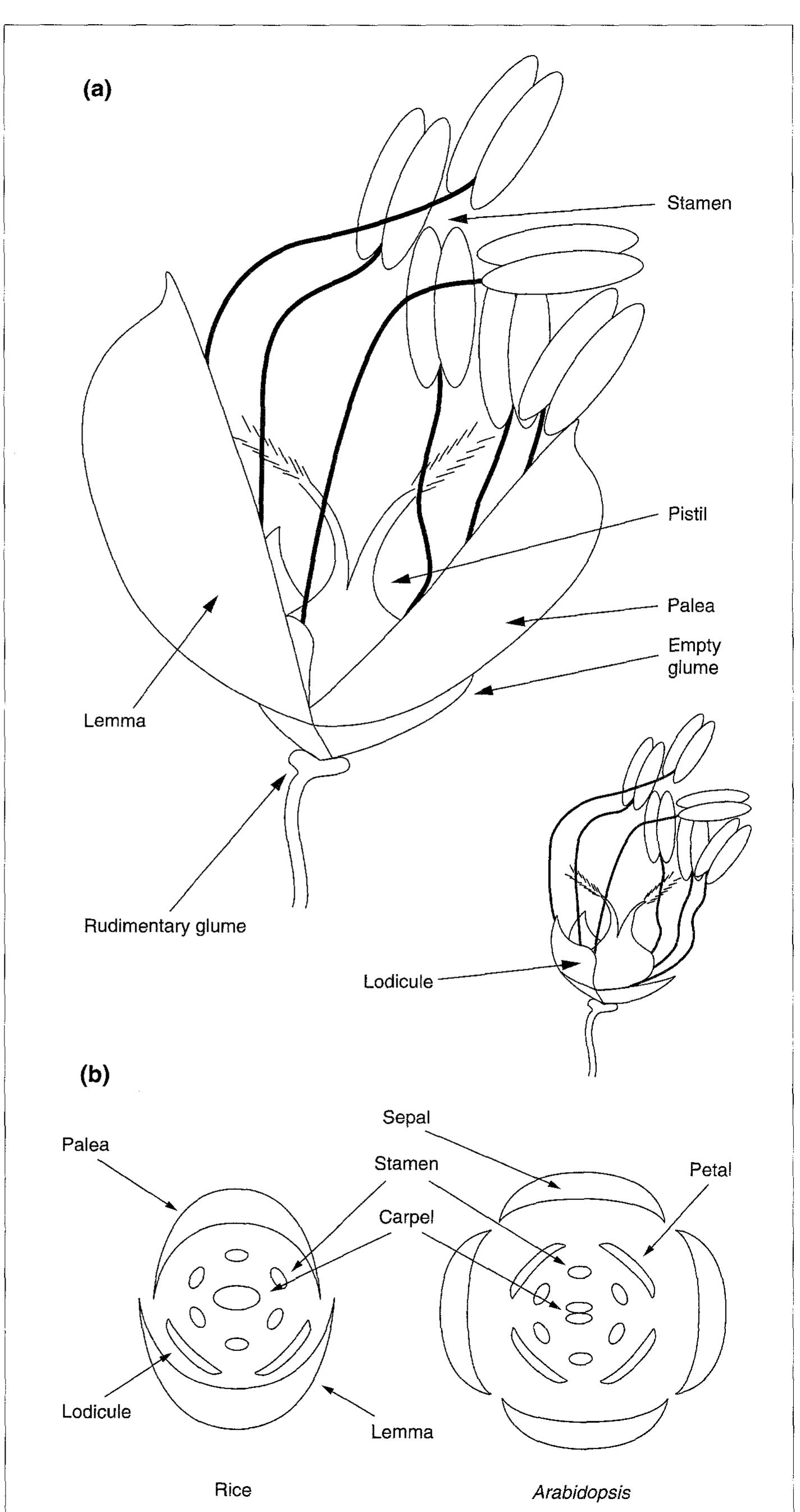 Lodicules In Rice (PDF) Becoming a model plant: The importance of rice to plant science