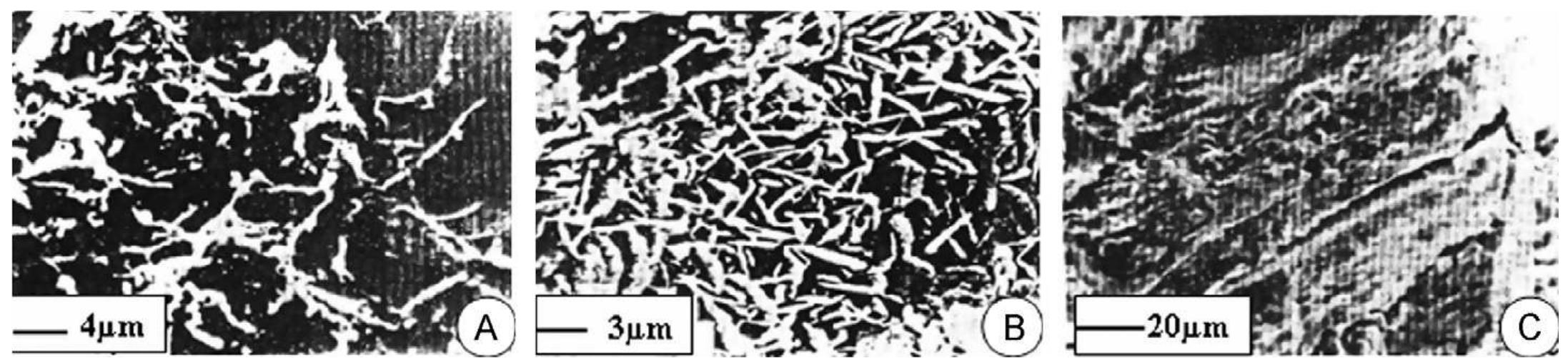 Not Well Developed (a) scanning electron image illustrates a honey-comb