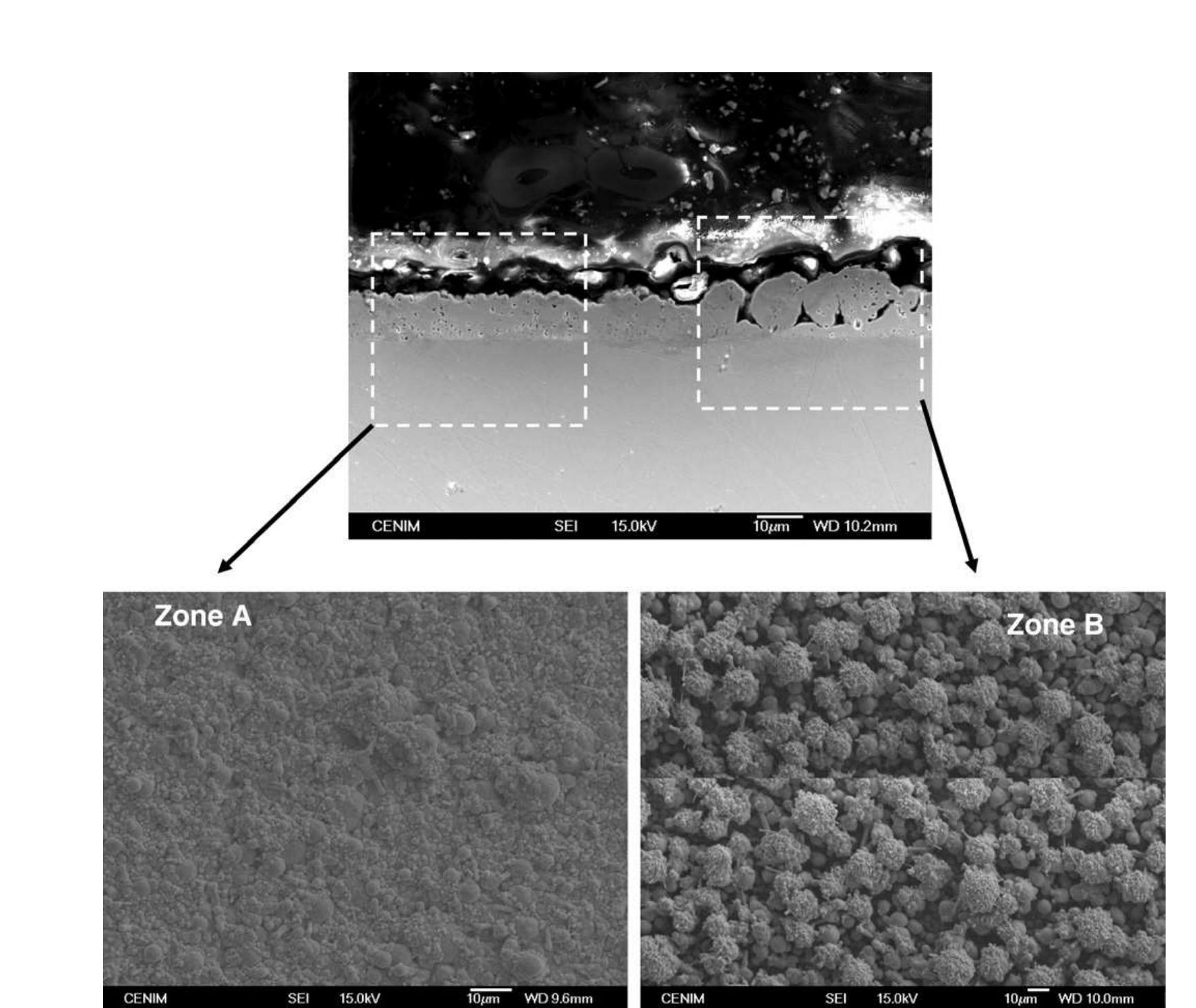 Cross section and sem micrograph of the surface of the