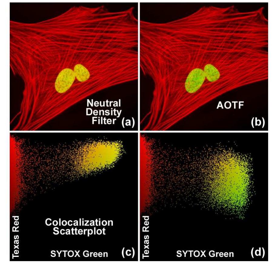 Figure 11 - Confocal laser scanning microscopy