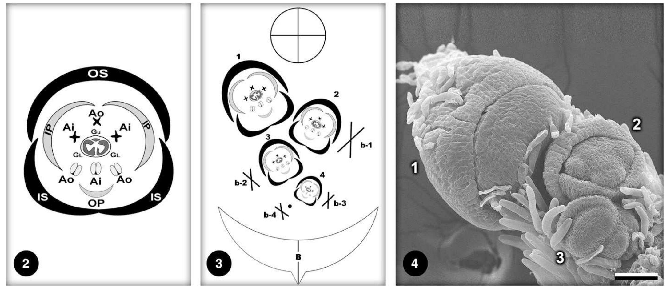 (PDF) Floral organogenesis and the developmental basis for pollinator ...