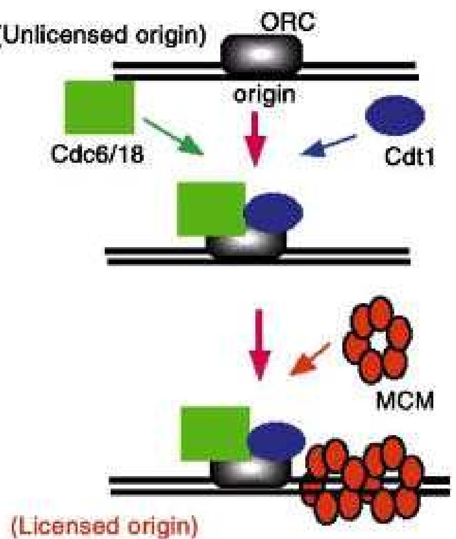 (PDF) Control of DNA replication licensing in a cell cycle