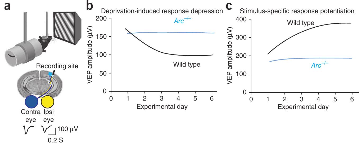 (PDF) New views of Arc, a master regulator of synaptic plasticity