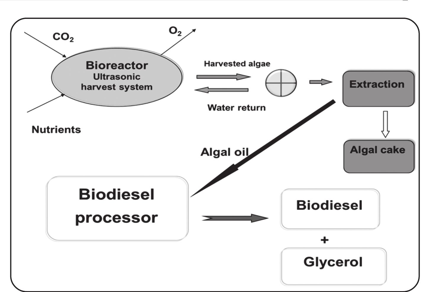 (PDF) Biodiesel Production from Microalgae