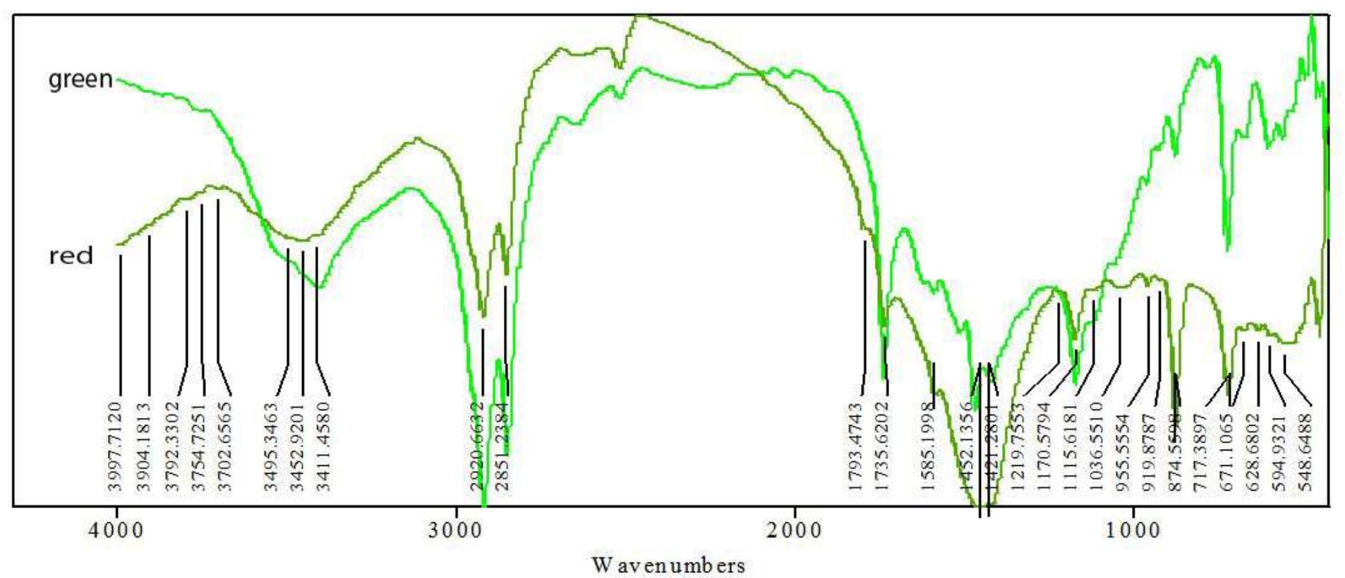 Figure 18 FTIR pattern of two samples from green and red paint layer, Baouit encaustic mural painting.  The green sample was compared to both a molten bees wax sample and a Punic bees wax sample. The comparison of the ftir charts (Fig.19) proved that the archeological samples were similar to a large extent to the molten con- trolled sample. Some alterations appear in the archeological paint layer profile, but it does not resemble totally and intentionally saponified wax (Punic sample), which means that the pres- ence of small bands related to long chain alco- hols or carboxylates, could be interpreted as a result of natural aging and alteration of wax due to oxidation and water hydrolysis in an ar- id and exposed environment. 