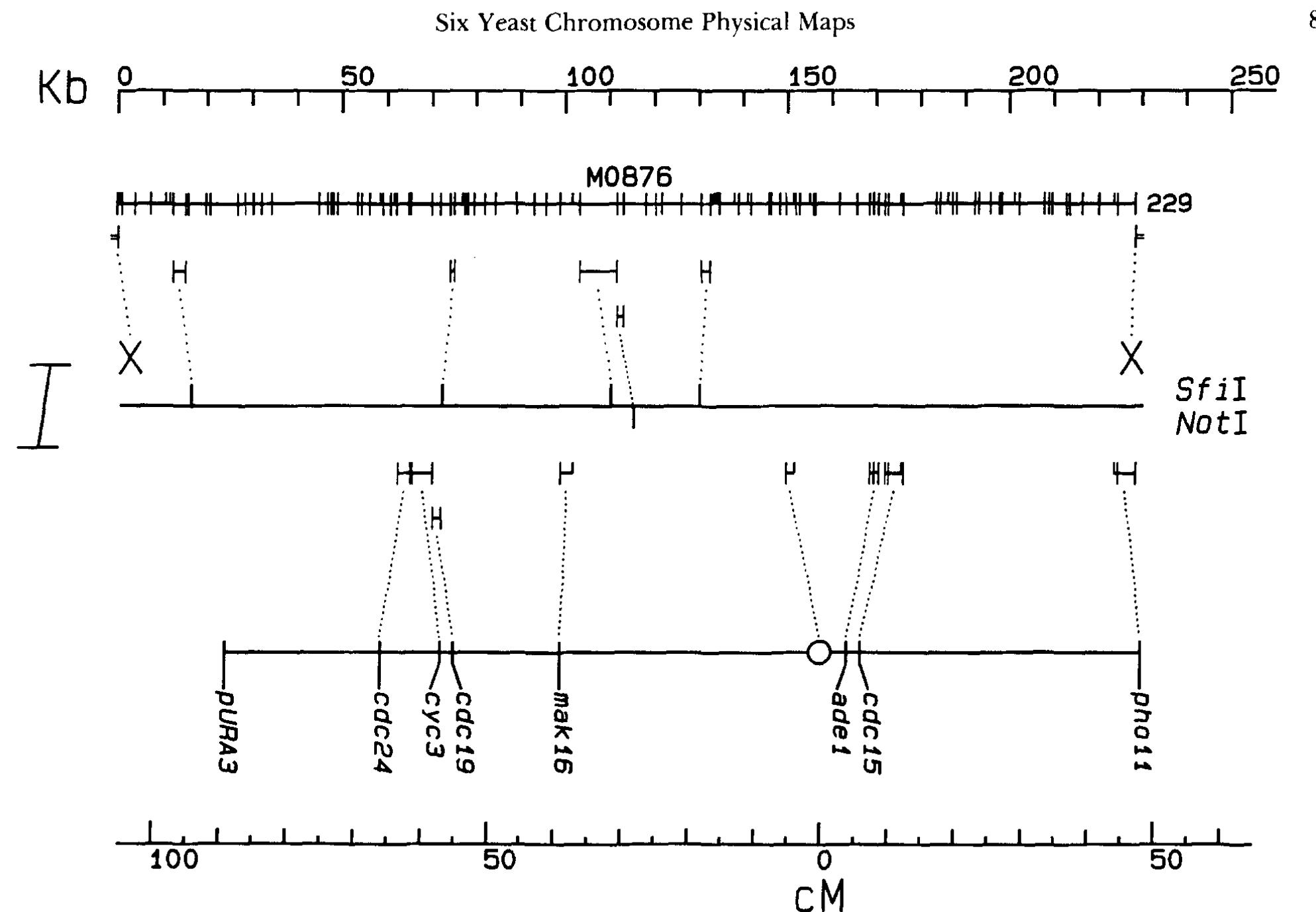 Figure 32 - Physical maps of the six smallest chromosomes of