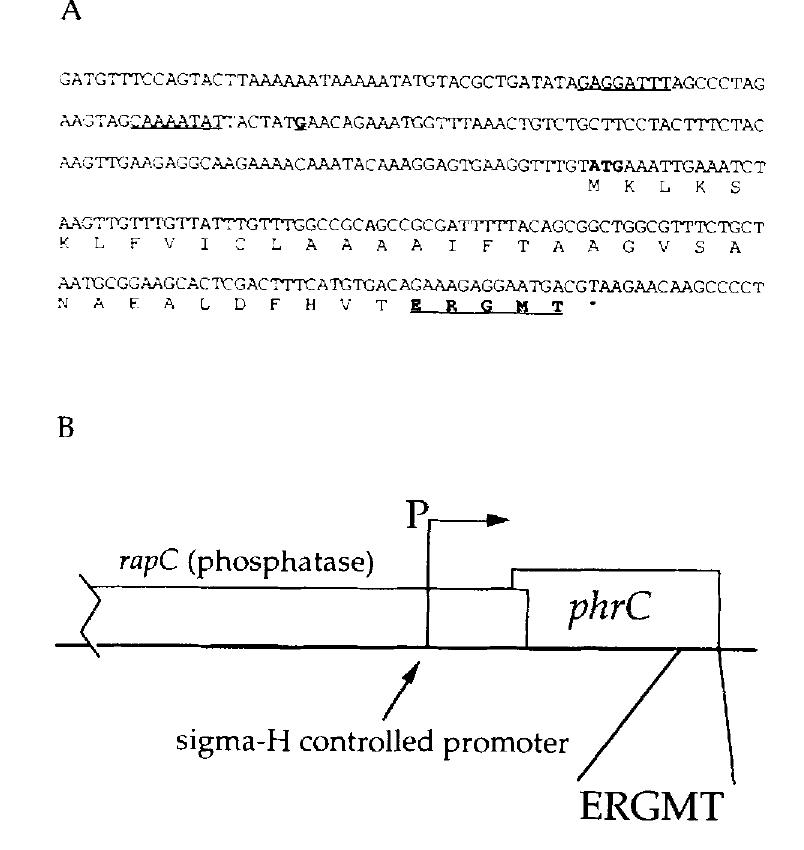 Dna sequence and map of the phrc region. {a} dna sequence