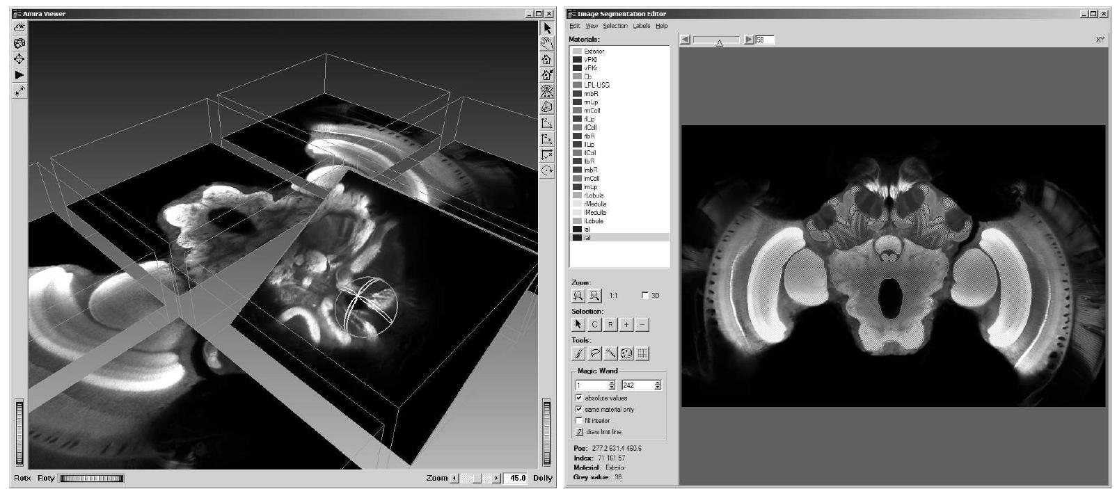 Left: multi-part 3d confocal image stack of a bee brain